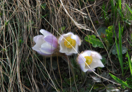 Pulsatilla vernalis