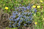 Polygala alpestris