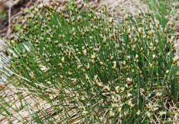 Trichophorum cespitosum