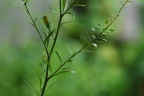 Lepidium neglectum