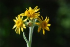 Senecio integrifolius