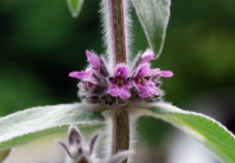 Stachys germanica, Épiaire d'Allemagne