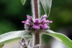 Stachys germanica, Épiaire d'Allemagne