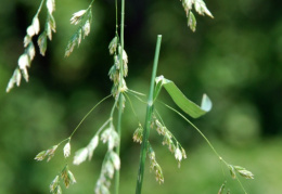 Poa palustris, Paturin des marais