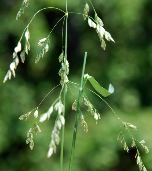 20080623-les-breuleux_poa-palustris.jpg