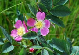 Rosa canina, Rosier des chiens