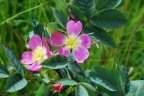 Rosa canina, Rosier des chiens