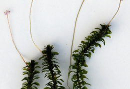 Elodea canadensis, Elodée du Canada