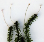 Elodea canadensis, Elodée du Canada