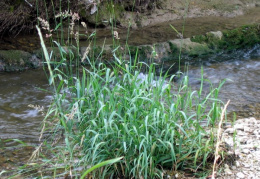 Phalaris arundinacea, Alpiste roseau