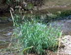 Phalaris arundinacea, Alpiste roseau