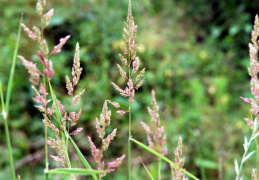 Phalaris arundinacea, Alpiste roseau