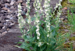 Verbascum lychnitis, Molène lychnite