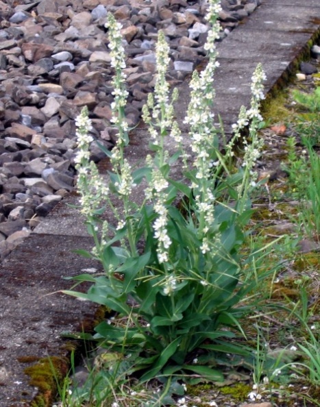 20080709_court_verbascum_lychnitis-ssp.album.jpg