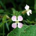 20080718_les-bois_le-peu-claude_raphanus_sativus.jpg
