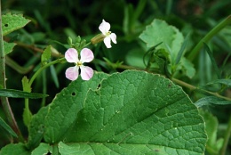 Raphanus sativus, Radis cultivé