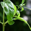 20080721_moutier-r.chantemerle_epilobium_roseum_.jpg