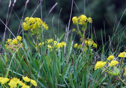 Bupleurum ranunculoides subsp. caricinum, Buplèvre à feuilles de graminées