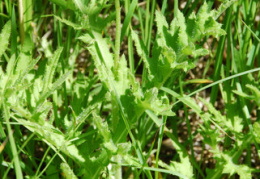 Cirsium tuberosum