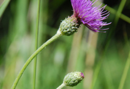 Cirsium tuberosum