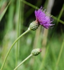 Cirsium tuberosum