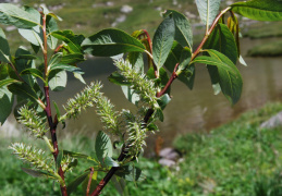 Salix waldsteiniana