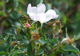 Rosa micrantha