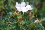 Rosa micrantha