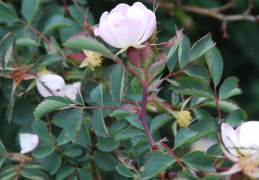 Rosa chavinii