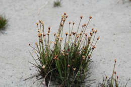 Juncus triglumis