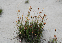 Juncus triglumis