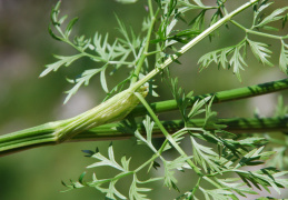 Peucedanum austriacum