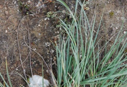 Carex bicolor 
