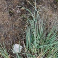 20080729_moiry-alluvions_carex_bicolor_.jpg