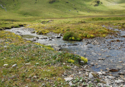 Saxifraga aizoides 