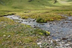 Saxifraga aizoides 