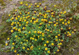 Trifolium badium