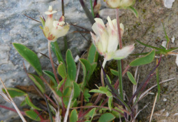 Anthyllis vulneraria subsp. valesiaca