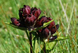 Gentiana purpurea