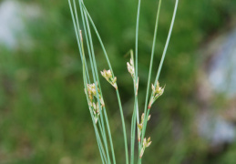 Juncus filiformis