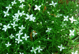 Moehringia muscosa, Moehringie mousse