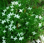 Moehringia muscosa, Moehringie mousse