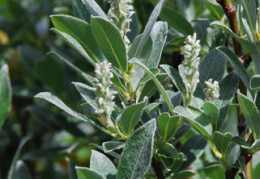 Salix glaucosericea