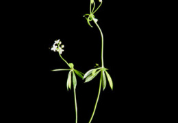 Galium triflorum