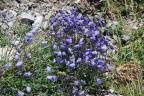 Campanula cochleariifolia