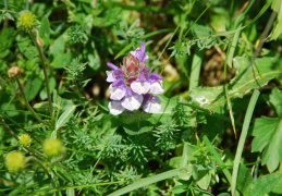 Scutellaria alpina