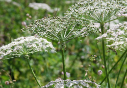 Peucedanum austriacum