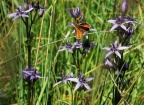 Swertia perennis, Swertie vivace