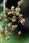 Juncus acutiflorus, Jonc à fleurs aigües