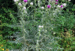 Cirsium eriophorum, Cirse laineux